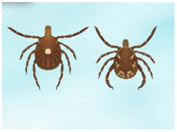 A female Lone Star tick (left) has one white dot on its back, while the male of the species (right) has white lines.