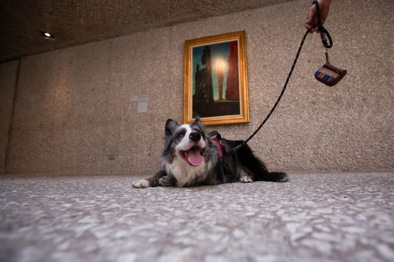 La exposición "Arte y Perros" en el Museo de Arte Contemporáneo Rufino Tamayo, en Ciudad de México