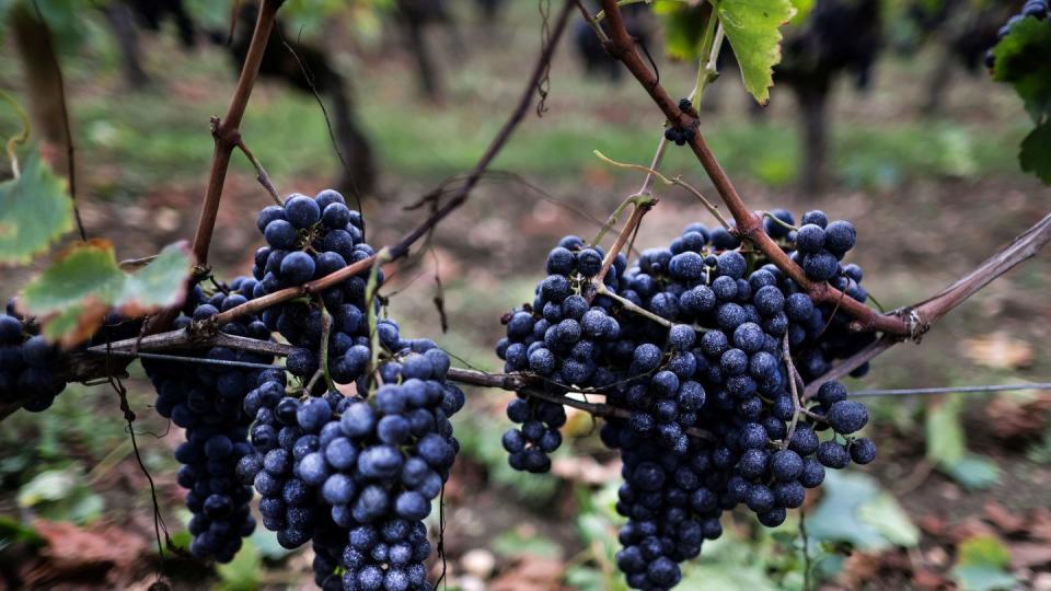 france agriculture wine harvest