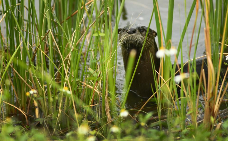 An otter peeks up from the brush at the Ritch Grissom Memorial Wetlands/Viera Wetlands in Viera.