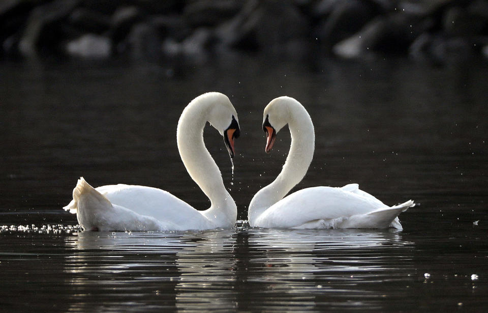 Mute swan in Mannheim