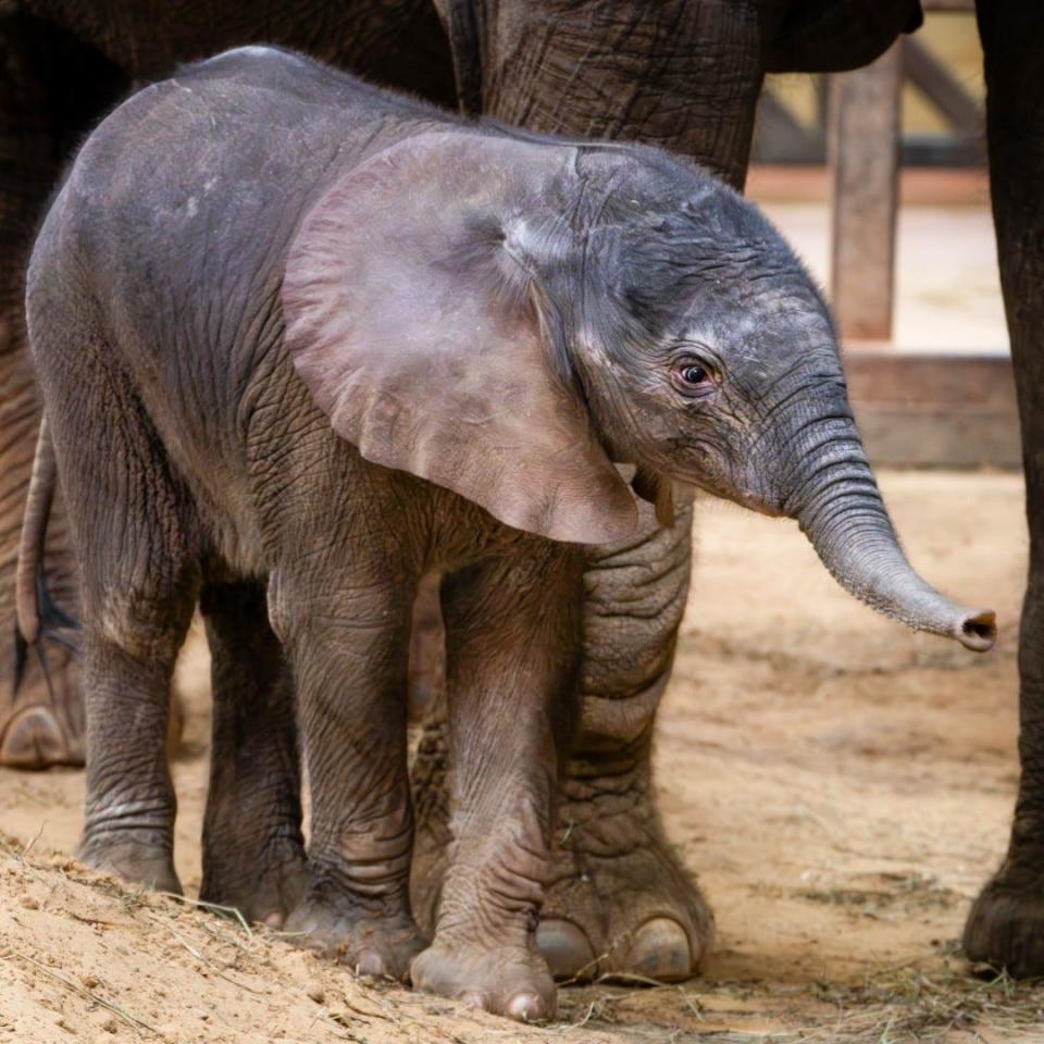 The Toledo Zoo welcomed a male, African elephant calf who was born Feb. 17. He weighed 280 pounds as of Friday, the zoo said in announcing his birth.
