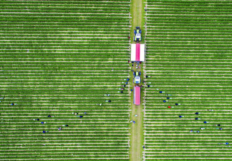 Harvest workers from Poland and Ukraine pick strawberries in a field near the Baltic Sea in Hohen Wieschendorf, July 2020