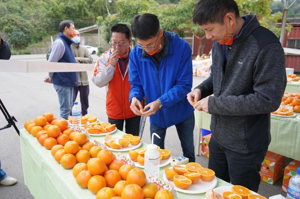 峨眉桶柑評鑑，果實飽滿，甜度平均高達十一度以上，甚至出現十四點三的甜度。(記者彭新茹攝)