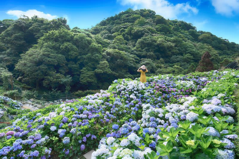 ▲竹子湖海芋、繡球花季 (圖|竹子湖海芋、繡球花季臉書)