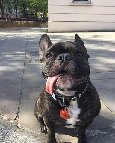 <p>Gary Fisher/ Instagram</p> Carrie Fisher's dog, Gary