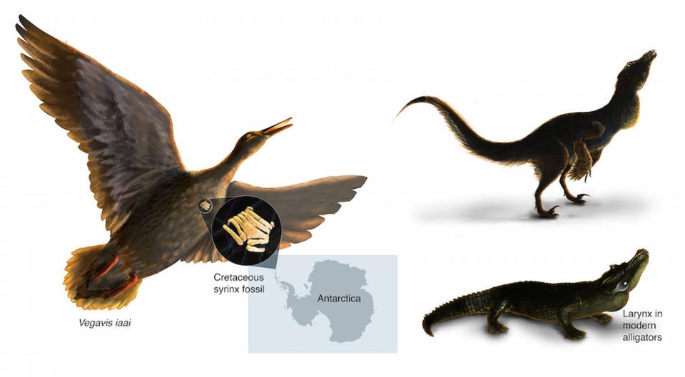 Oldest Known Avian 'Squawk Box' Helped Ancient Bird Quack