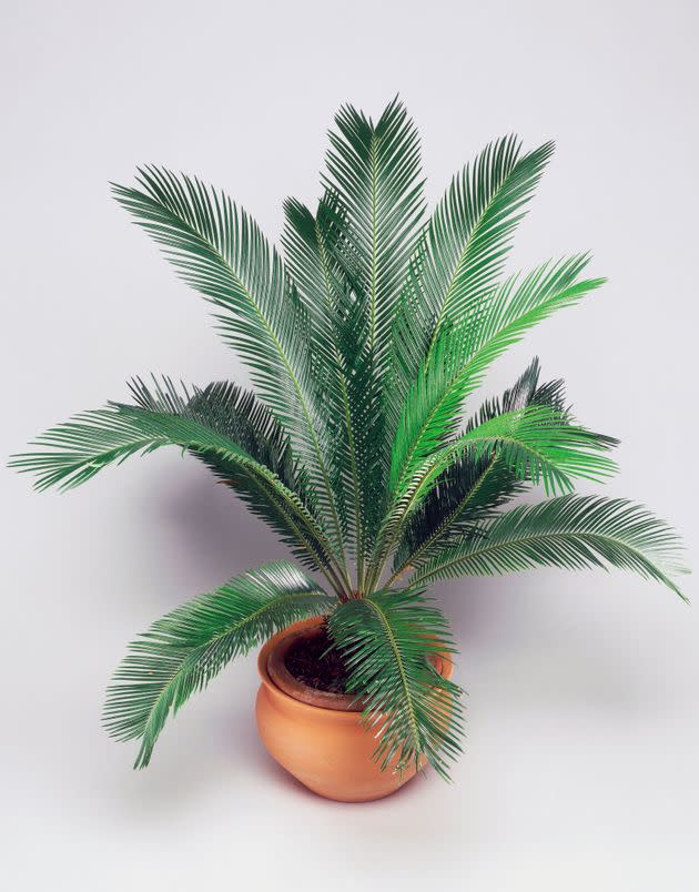 Sago palms (Cycas revoluta) are popular houseplants that are especially dangerous for dogs. (Photo: DE AGOSTINI PICTURE LIBRARY via Getty Images)