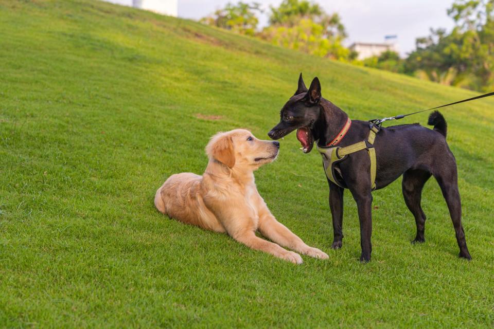 Bei manchen Redewendungen ergibt sich aus der Art des erwähnten Tieres eine leicht veränderte Bedeutung. Sagen wir zum Beispiel "Hunde, die bellen, beißen nicht", trösten wir uns vor allem damit. Jemand gibt sich laut und gefährlich, wird er uns aber wohl nichts anhaben wollen. (Bild: iStock/SamuelBrownNG)