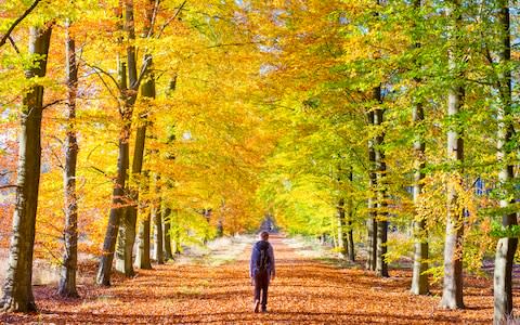 Hoge Kempen National Park in Belgium - Credit: GETTY