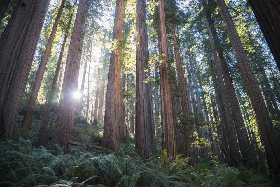 Redwood State Park in California.