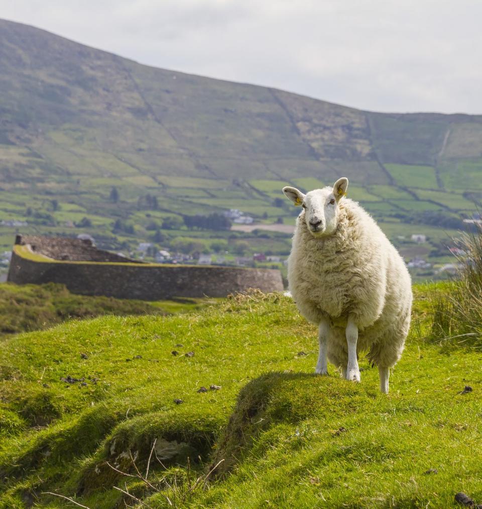 the sheep is standing to the right in front of the old fort it is standing on very saturated green grass theres gentle slopes in the background