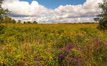 <p>Purple asters and yellow goldenrod flower at the Blue Creek Conservation area in Ohio.</p>