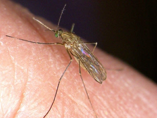 The Northern house mosquito.