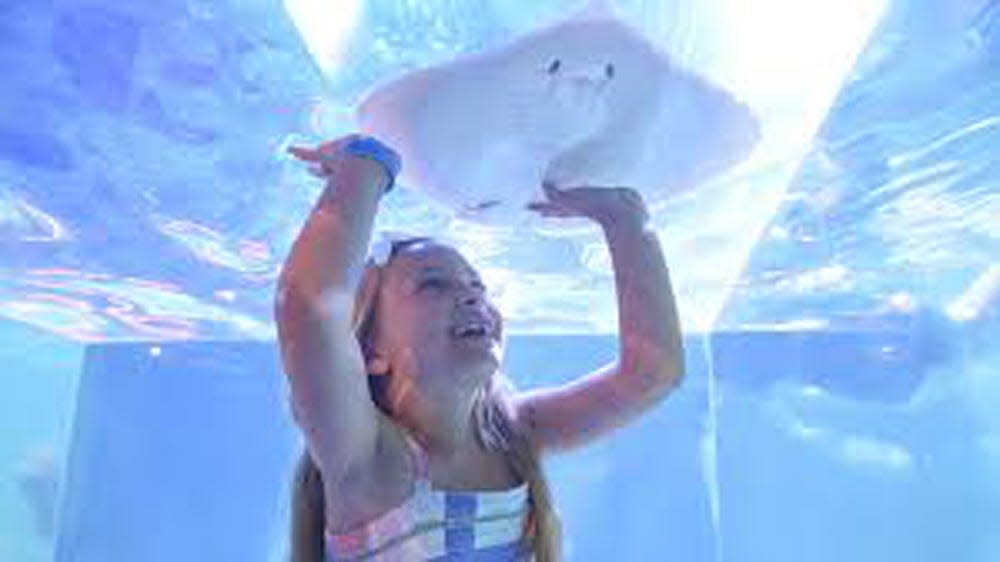 SeaQuest Aquarium in Woodbridge has attractions like snorkeling with stingrays.