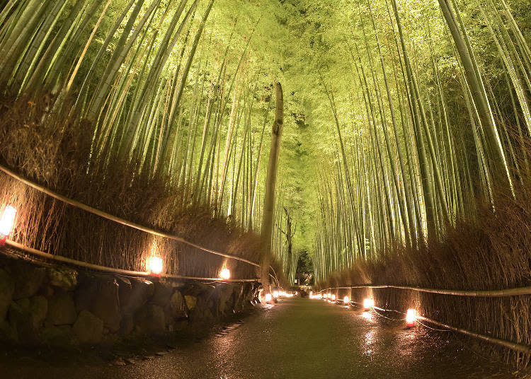 A glimpse of the bamboo forest