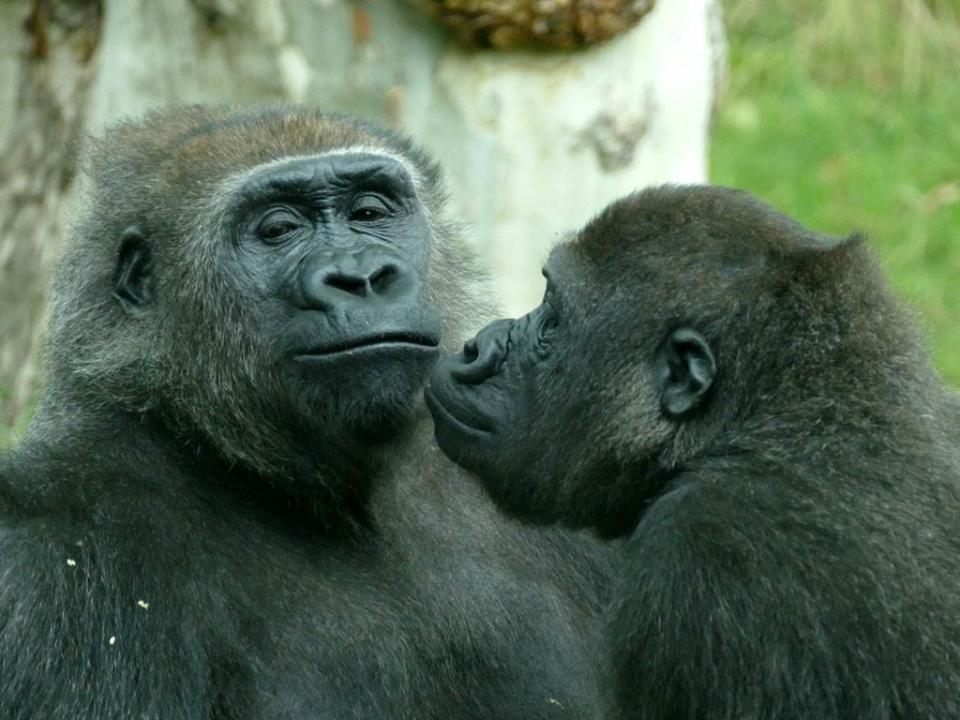 動物園內的大猩猩一時性起，竟然在大庭廣眾之下，直接進行親密行為，讓不少圍觀民眾看了臉紅心跳。（示意圖／達志影像）