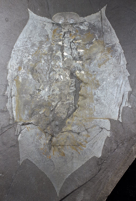 The soft-bodied trilobite-like arthropod <i>Helmetia expansa</i> lived during the middle Cambrian. The oval plate at the top of the creature's head, the anterior sclerite, is overlaid by what is likely the creature's white, circular eyes.