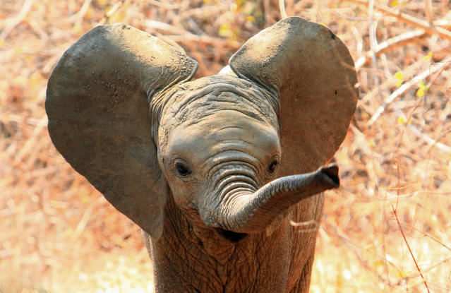 Disney's Animal Kingdom Introduces Their Brand New Baby Elephant -  PetHelpful News