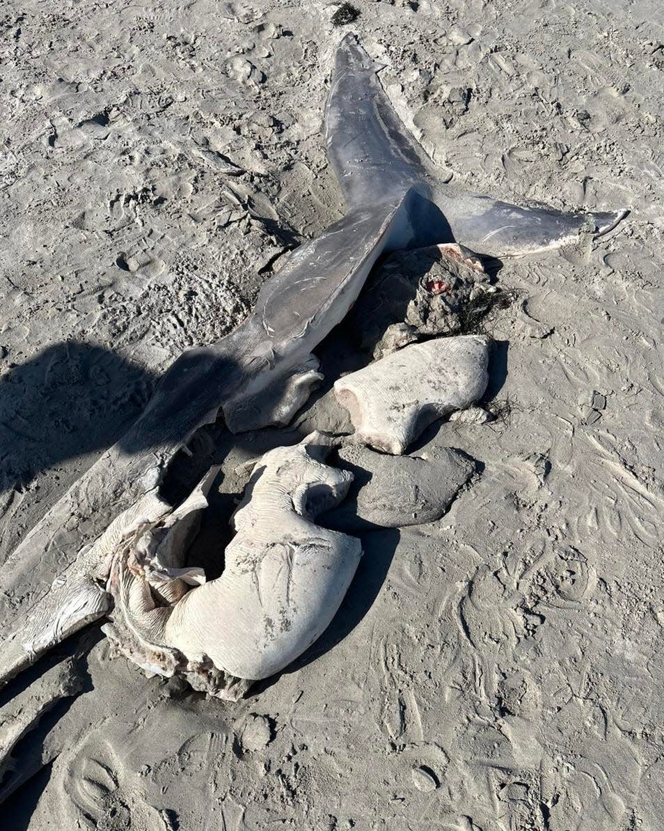 A great white shark carcass that washing up on an Australian beach and was likely attacked by a killer whale.