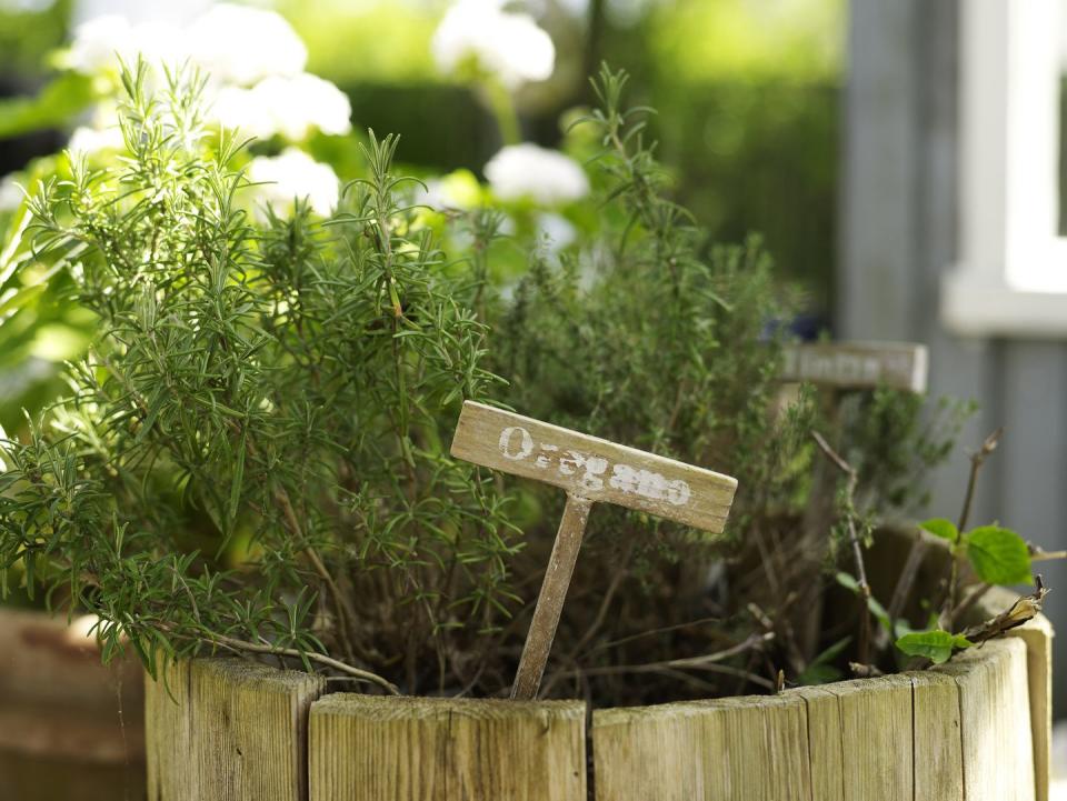 <p>Growing oregano is easy, and can be done from cuttings, seeds or container beds. One thing to remember is that oregano hates the frost, so ensure you keep it inside during those chillier spells.</p><p><strong>Follow House Beautiful on <a href="https://www.instagram.com/housebeautifuluk/" rel="nofollow noopener" target="_blank" data-ylk="slk:Instagram;elm:context_link;itc:0;sec:content-canvas" class="link ">Instagram</a>.</strong></p>