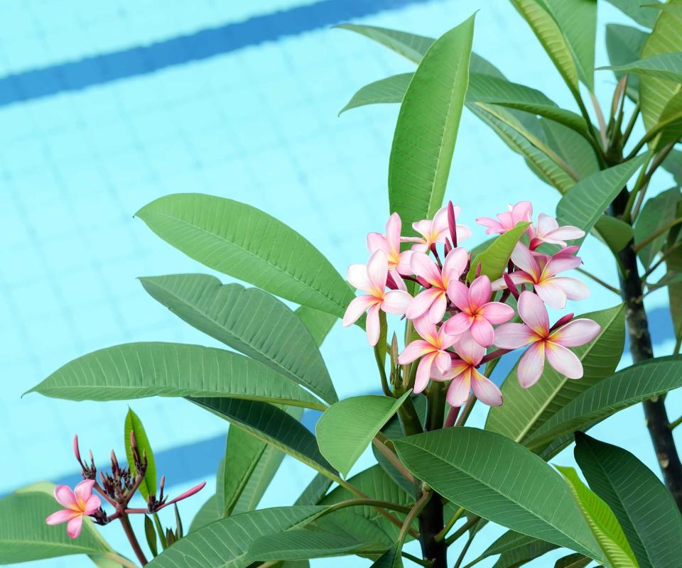 frangipani flowers