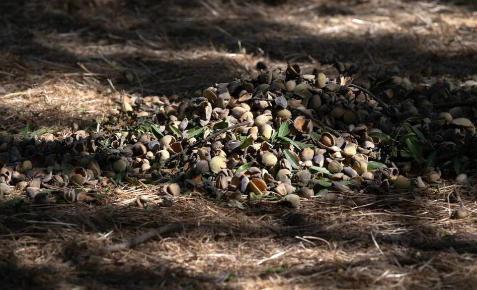 Nuts dry on the orchard floor for about a week before being collected and taken away for processing. Photographed at Burroughs Family Farms east of Denair, Calif., Tuesday, Sept. 19, 2023.