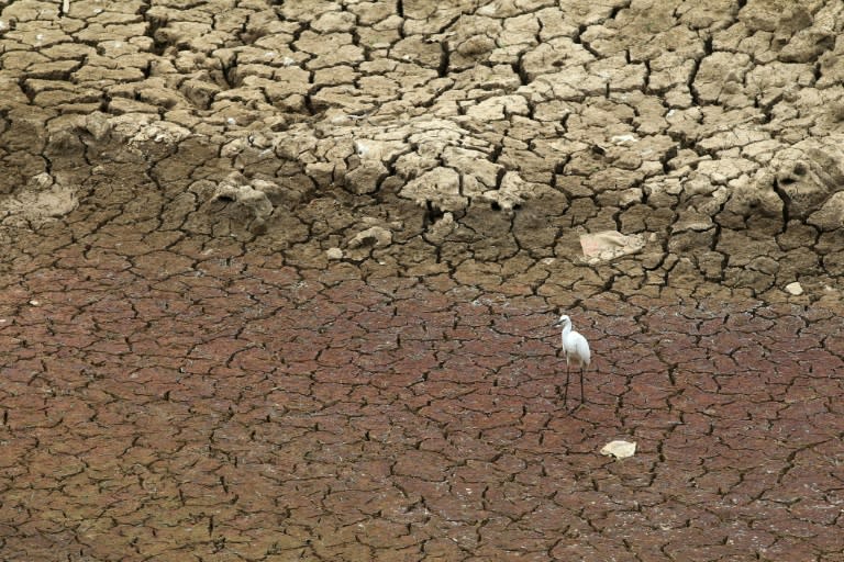 An egret looks for food on cracked mud at the bottom of a dried up reservoir in Pingdingshan, central China's Henan province on July 30, 2014