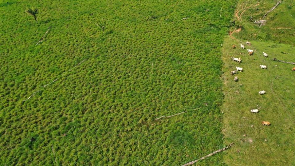 Tierra y vacas en Colombia