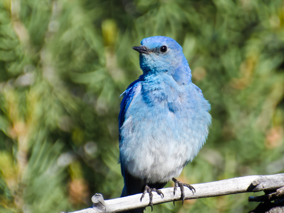 Eastern Bluebirds and thrush species in Florida, Real Estate