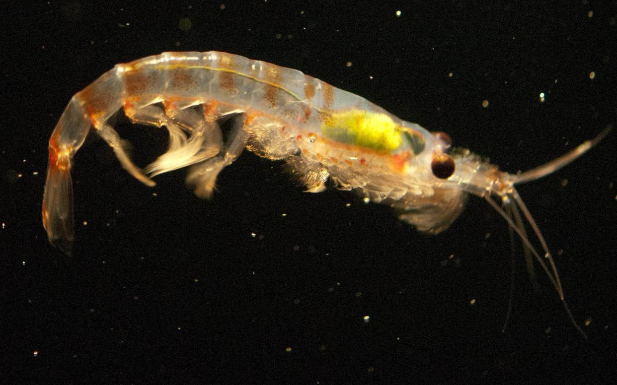 Krill oil, used in some supplements, took food away from other marine life - AFP