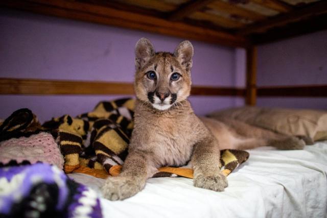 Un puma como mascota: rescatan a un felino que vivía en una casa familiar  en Mataderos