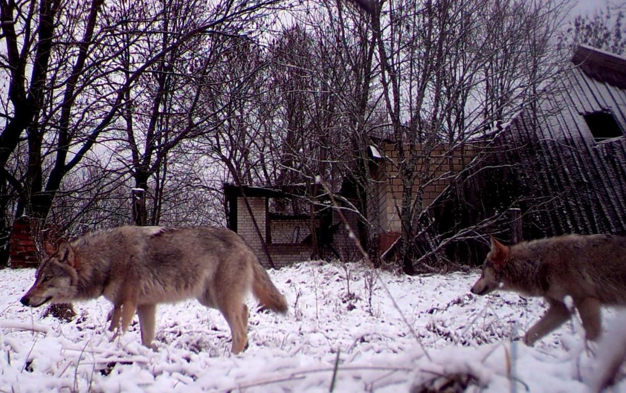 Wolves walk in the exclusion zone around the Chernobyl nuclear reactor in an abandoned village in Belarus