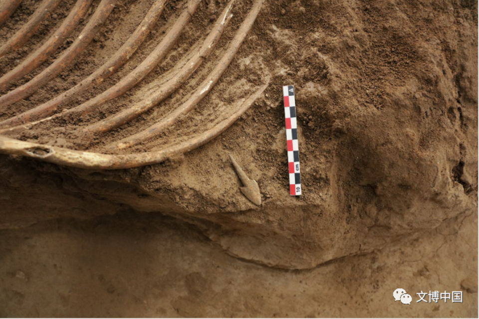 A close-up photo showing a horse rib cage with a bone arrowhead inside.