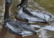 <p>The feet of a swan along the banks of the river Main in Frankfurt, Germany, May 3, 2017. (Photo: Michael Probst/AP) </p>