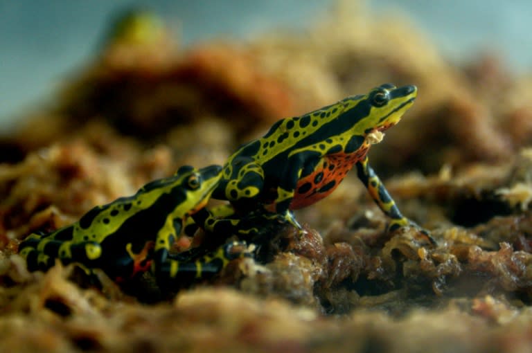 Ecuador has more than 600 species of frogs, of which nearly half can be found only in the country