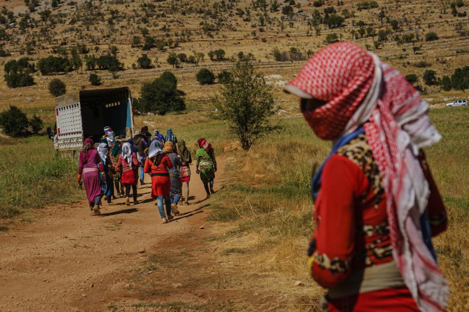 Farmworkers work 10 hours a day harvesting cannabis in Yammouneh, Lebanon.