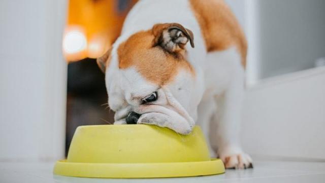 Slow Down Mealtimes: The Health Benefits of a Slow Feeder Dog Bowl