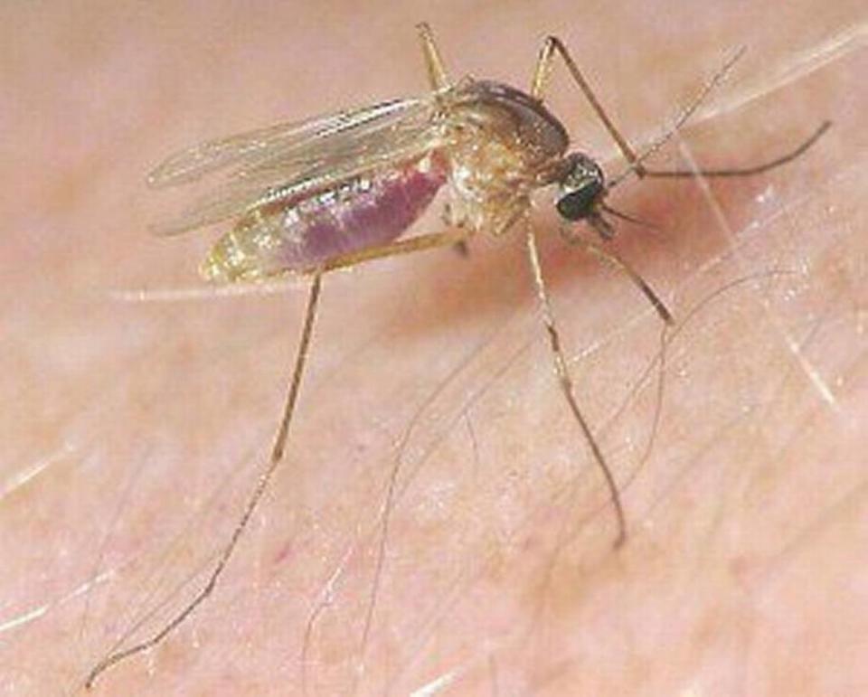 Culex pipeins, or more commonly known as a house mosquito, carries the West Nile virus. A Fresno County resident has been confirmed with the virus.