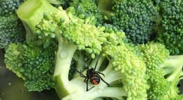 Gold Coast resident Dee Nott also found a redback spider in her broccoli last year. Source: Facebook