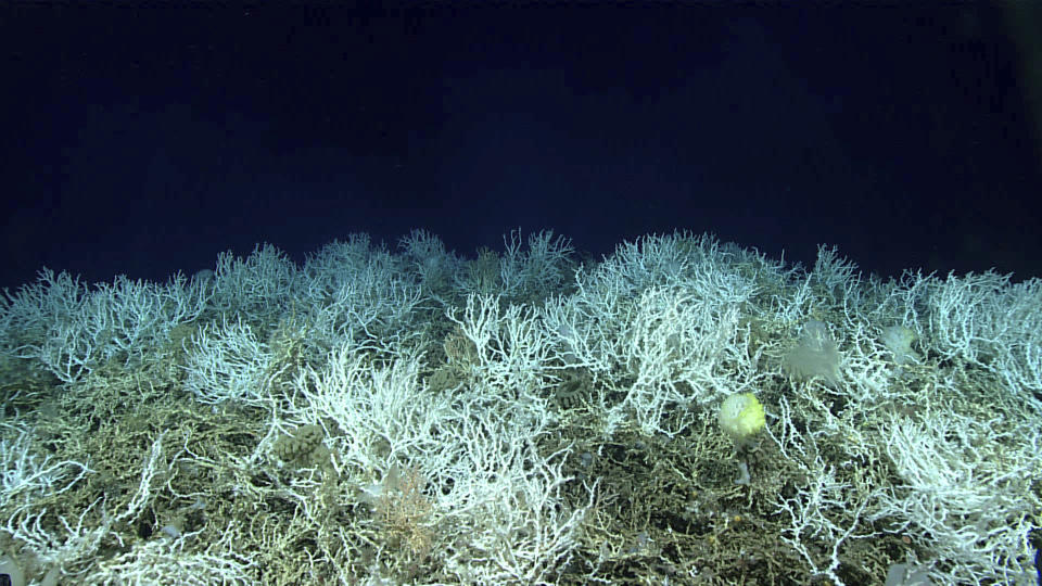 This image provided by NOAA Ocean Exploration shows extensive, dense populations of coral at the Blake Plateau off the southeastern coast of the U.S., in June 2019. In January 2024, scientists announced they have mapped the largest coral reef deep in the ocean, stretching hundreds of miles off the U.S. coast. While researchers have known since the 1960s that some coral were present off the Atlantic coast, the reef's size remained a mystery until new underwater mapping technology made it possible to construct 3D images of the ocean floor. (NOAA Ocean Exploration via AP)