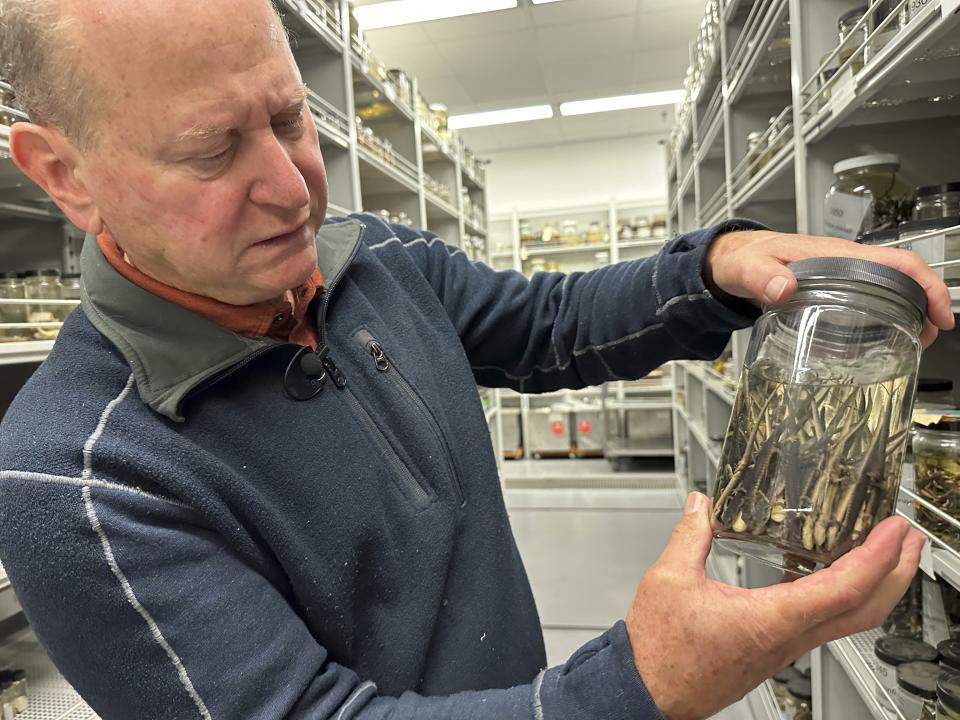 Greg Schneider, research museum collections manager for the University of Michigan Museum of Zoology's division of reptiles and amphibians, holds a jar containing salamander specimens, Wednesday, Oct. 18, 2023, in Ann Arbor, Mich. They are part of a sizable donation of reptile and amphibian specimens from Oregon State University. (AP Photo/Mike Householder)