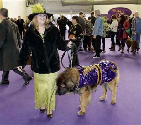 Morgan Avila, from Long Island, New York, walks her dog Mr. America, a Leonberger, during the 138th Westminster Kennel Club Dog Show in New York, February 11, 2014. REUTERS/Ray Stubblebine