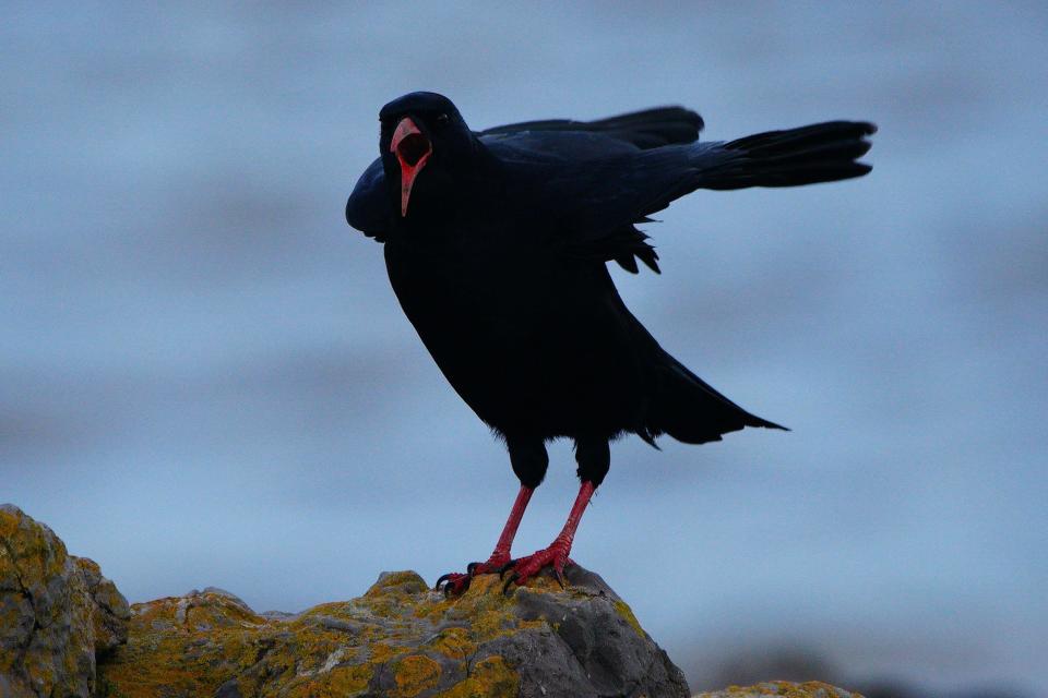 A red-billed chough wings are lifted by the wind at Porthcawl, near Bridgend in Wales. The UK is bracing for heavy wind and rain from Storm Babet, the second named storm of the season. A rare red weather warning stating there is a 