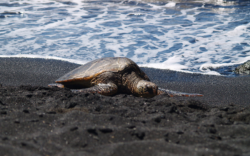 Punalu'u Beach, Hawaii