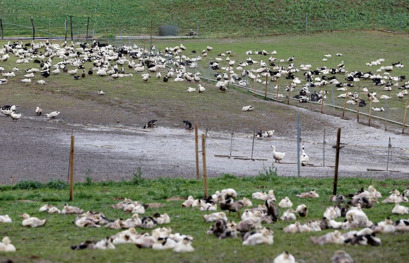 FILE PHOTO: Ducks are pictured in a field at a poultry farm in Montsoue as France continues a massive cull of ducks in three regions most affected by a severe outbreak of bird flu