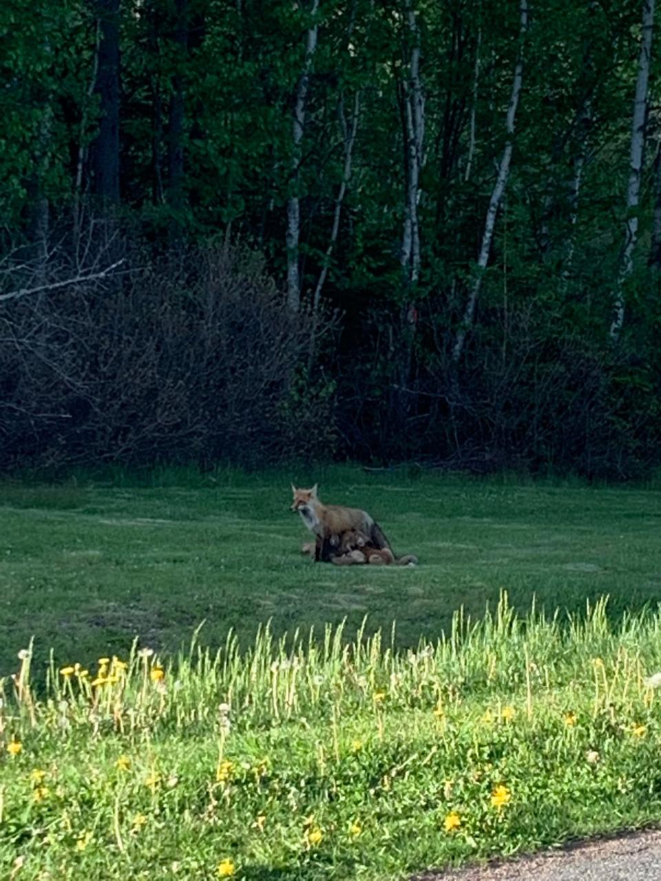 A fox is seen feeding her kits in Belfast, P.E.I., on Sunday. The Avian flu virus can gets into the brain and other organs of foxes, says Megan Jones, an assistant professor at AVC and the regional director of the Canadian Wildlife Health Co-operative in the Atlantic Region.