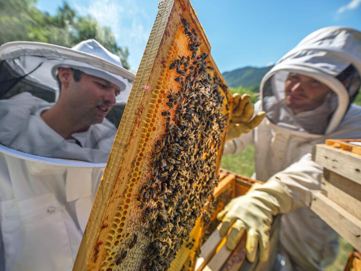 honey production bees