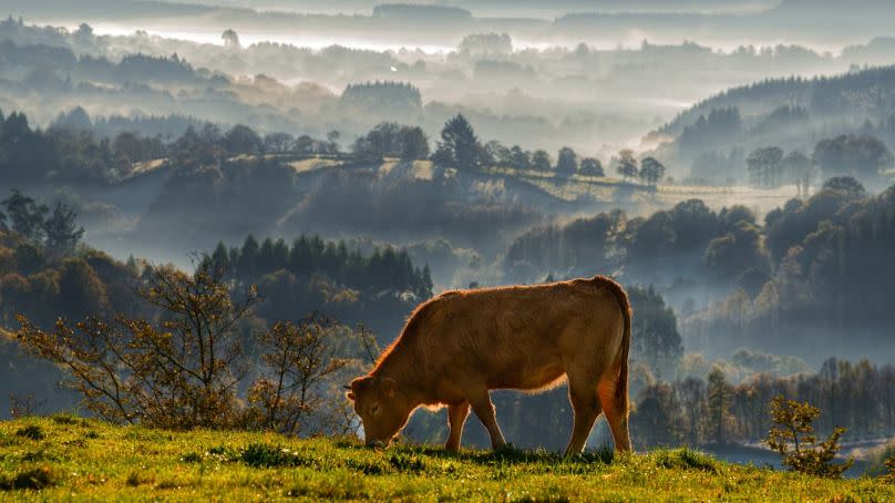 Galicia is in northwest Spain.