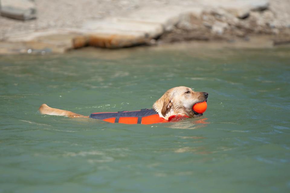 River the Labrador retriever plays fetch while wearing a life jacket at Lake Pueblo on Wednesday, July 12, 2023.